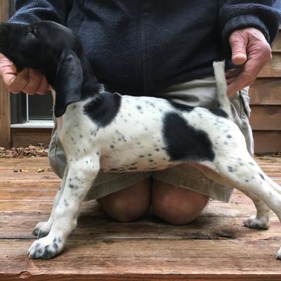 Gator Bab's Von Seiger Boss