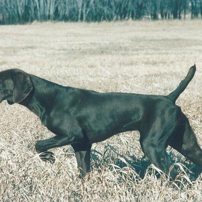 Quitta vom Dinkelhof 